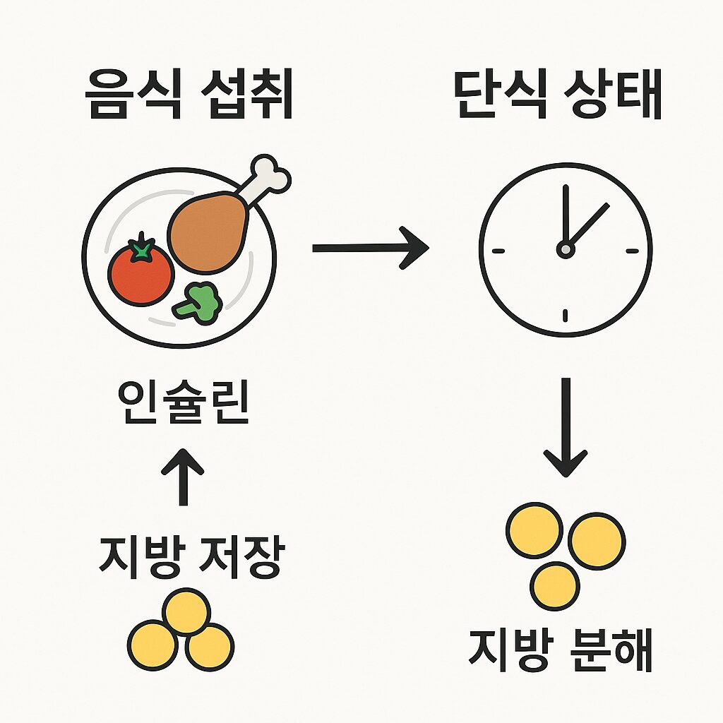 간헐적 단식의 원리를 설명하는 그래픽 이미지