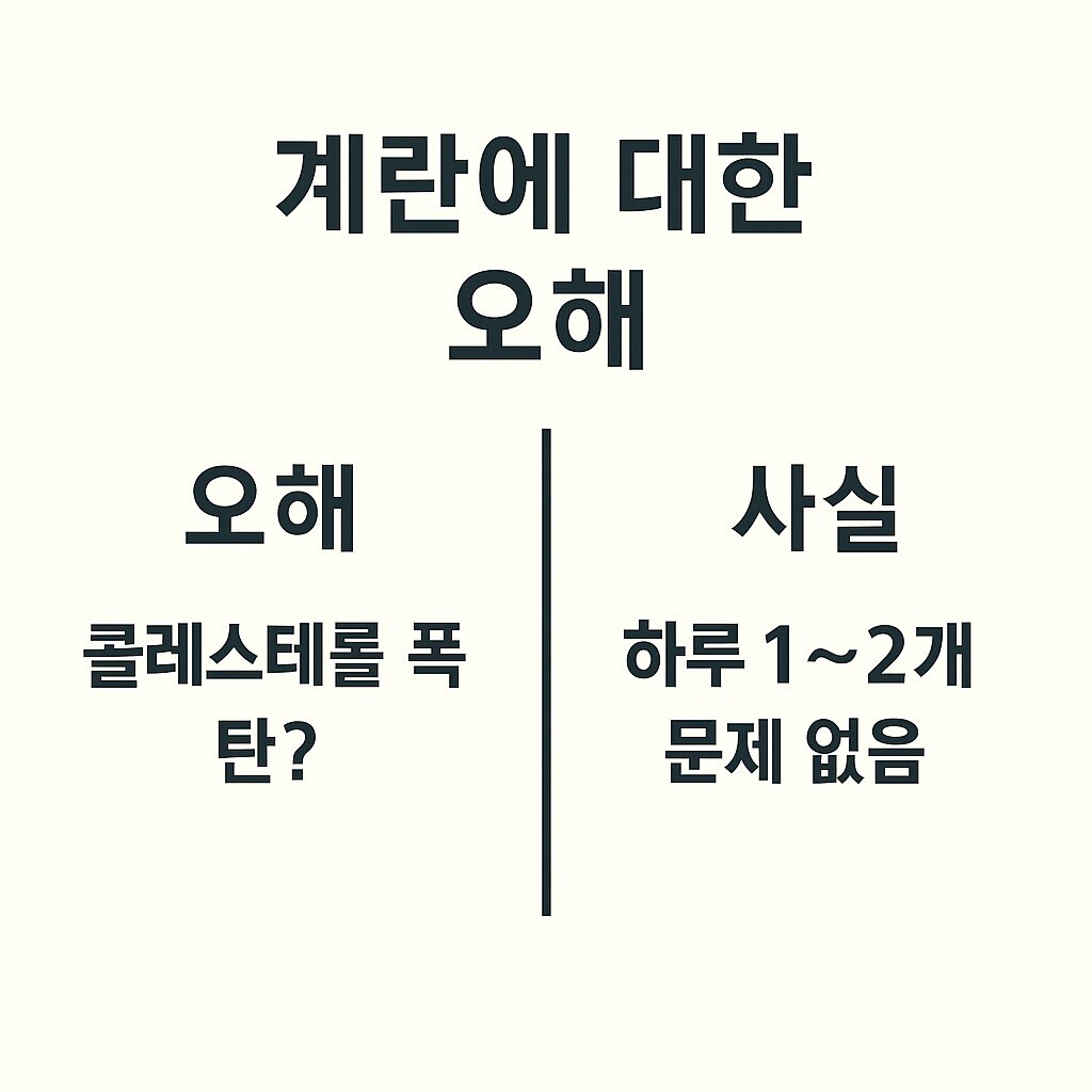 중앙에 '계란에 대한 오해'라는 제목과 함께 좌측에는 '콜레스테롤 폭탄?', 우측에는 '하루 1~2개 문제 없음'이라는 텍스트. 오해 vs 사실을 한눈에 보여주는 심플한 두 단 컬럼 구조. 건강 교육용 스타일.”