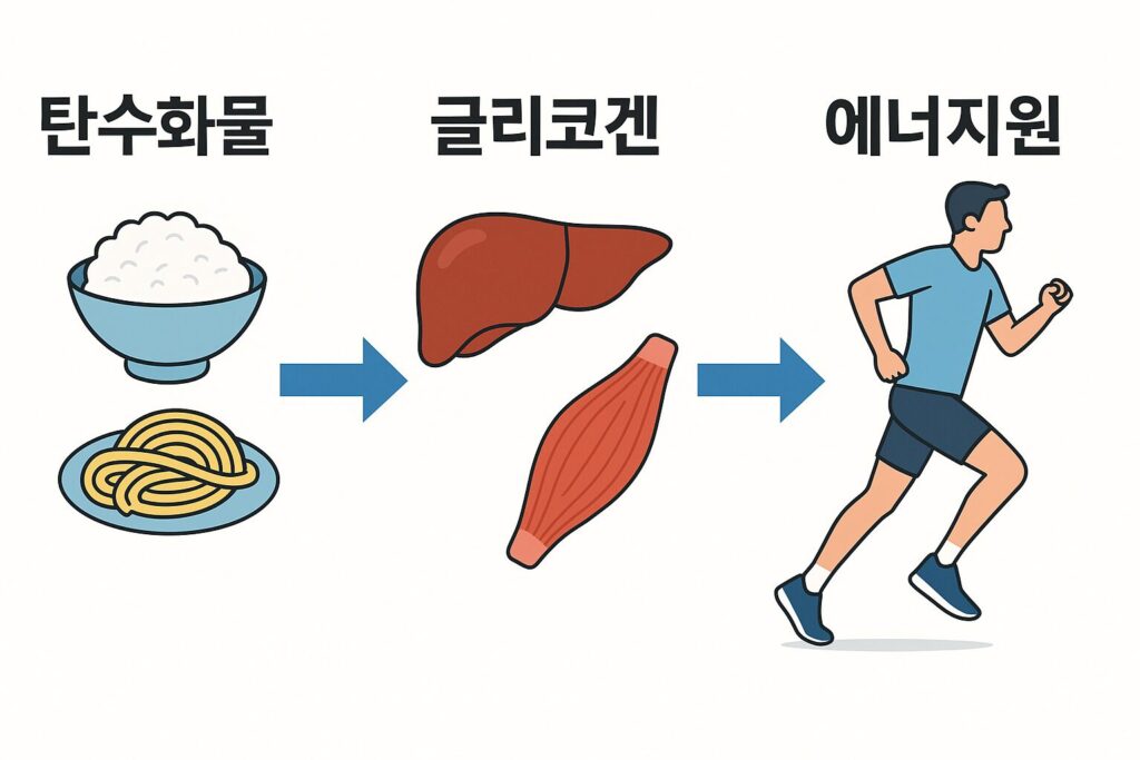 글리코겐 저장과 에너지 대사 흐름도