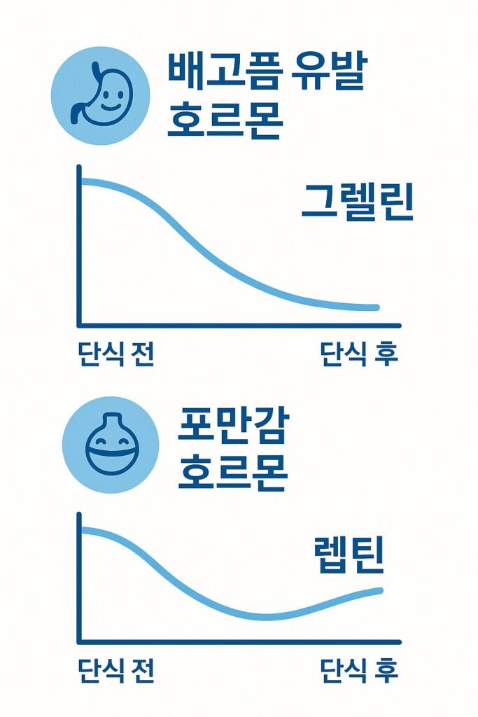 식욕 조절 호르몬의 변화 과정 이미지