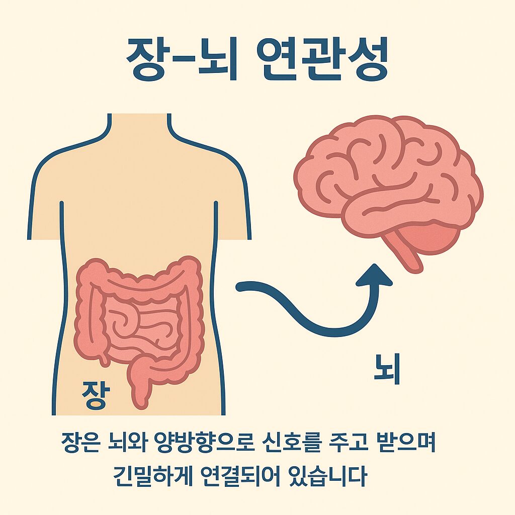 장과 뇌의 연관성 설명 이미지