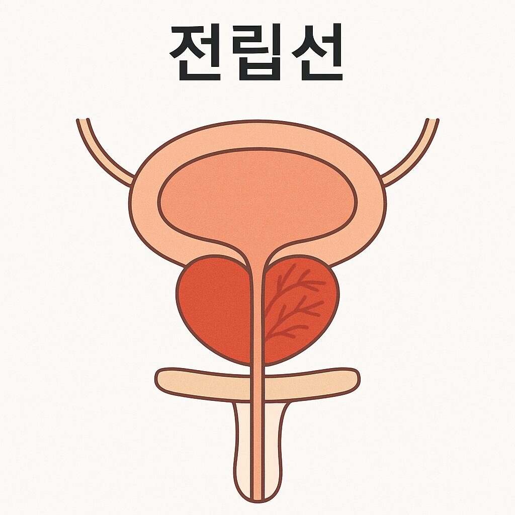 전립선 위치를 설명하는 의학 이미지