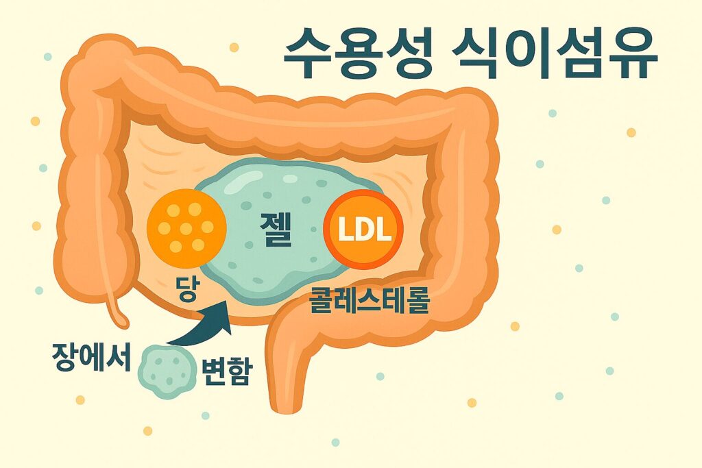 수용성 식이섬유가 장에서 작용하는 원리