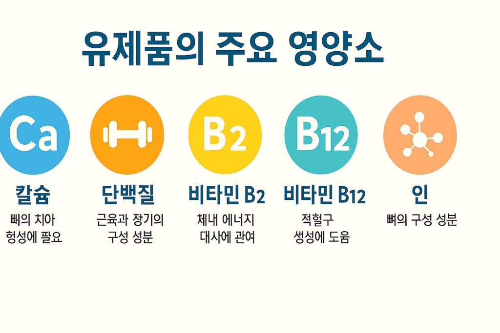 칼슘, 단백질, 비타민 B2, 비타민 B12, 인의 기능을 정확히 설명한 유제품 영양소 인포그래픽