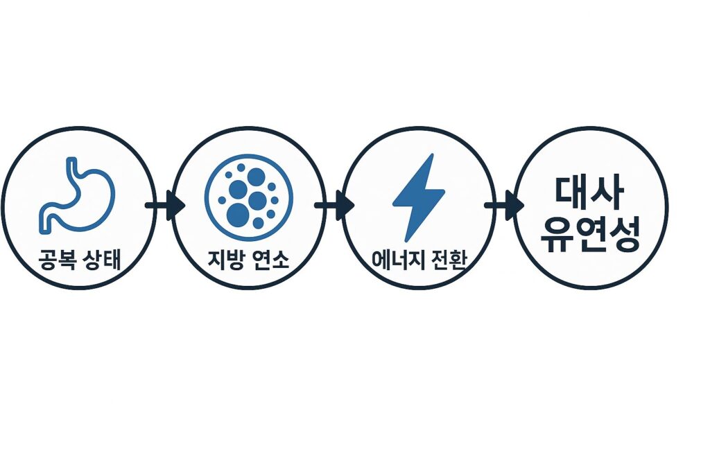 공복 시간과 대사 전환 흐름도