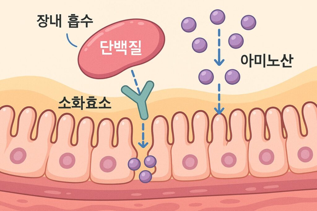 장과 단백질 관계