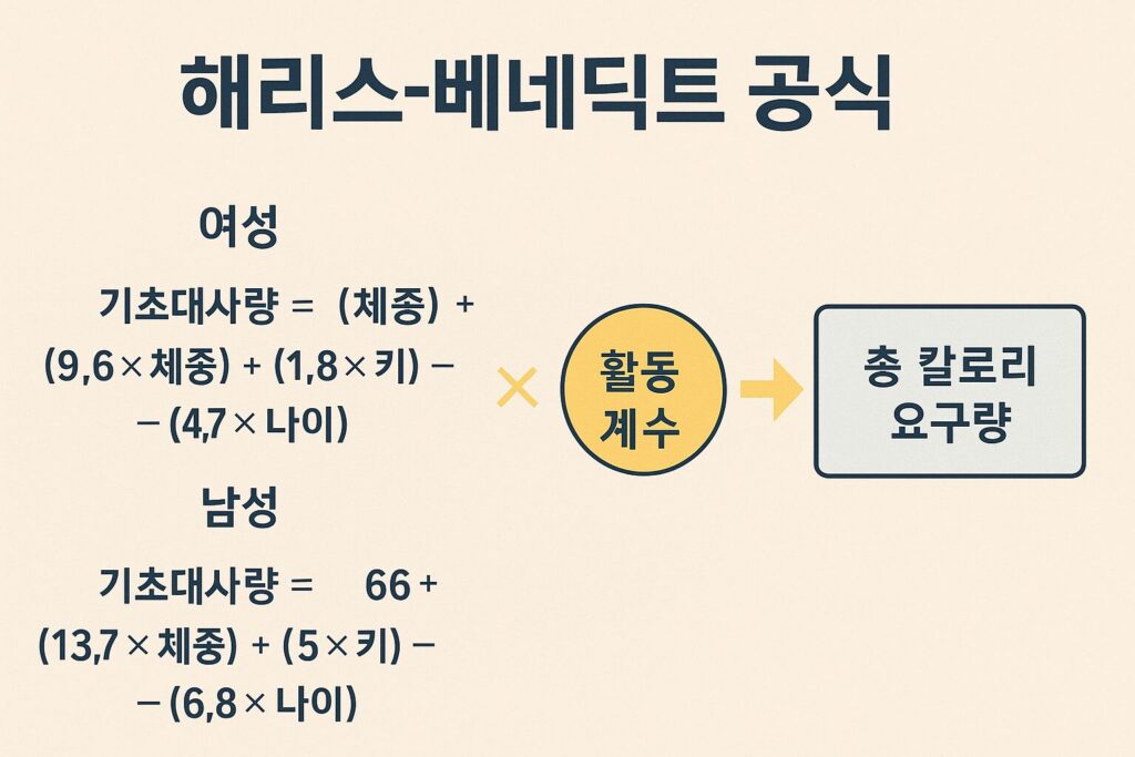 해리스 베네딕트 공식 도식화
