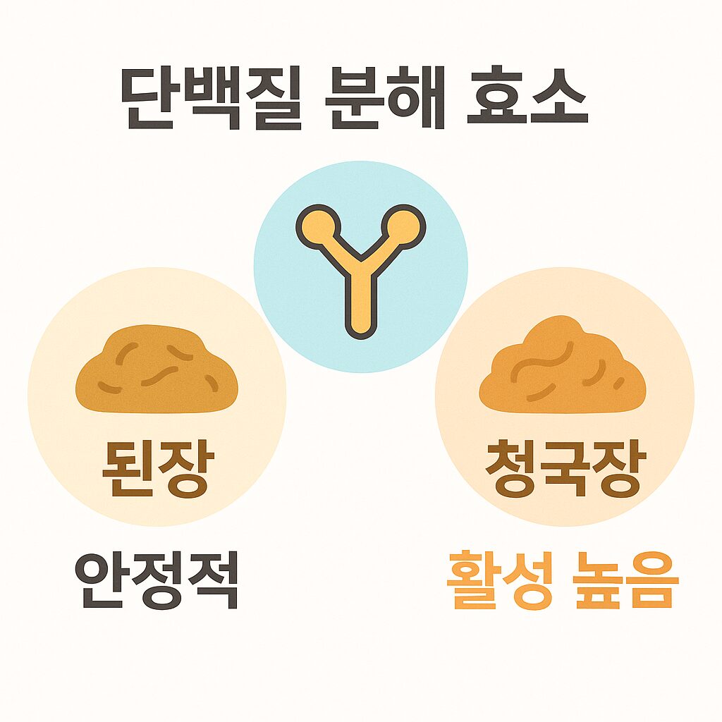 단백질 분해 효소