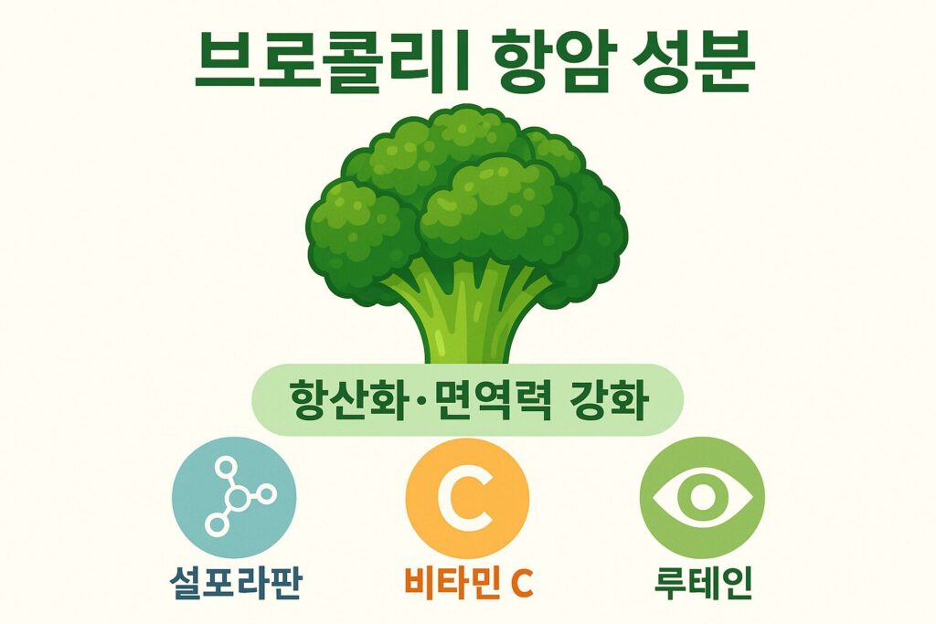 브로콜리 항암 성분 인포그래픽
